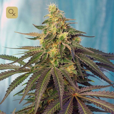 Cream Caramel CBD · Sweet Seeds