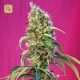 Black Jack CBD · Sweet Seeds