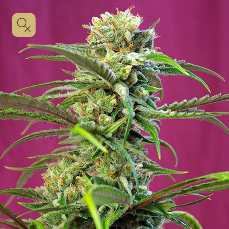 Sweet Tai · Sweet Seeds