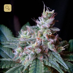 Cream Caramel · Sweet Seeds
