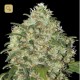 Amnesia Platinum · Bulk Seed Bank