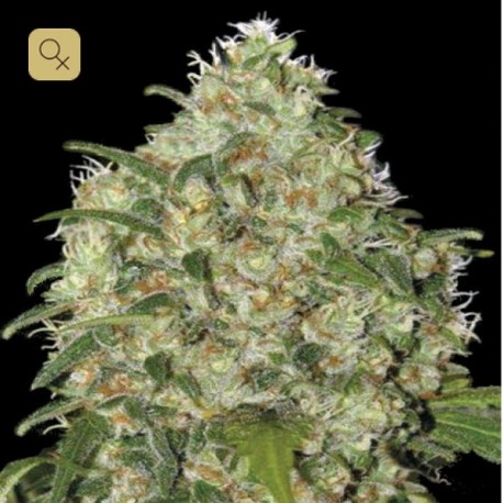 Amnesia Platinum · Bulk Seed Bank