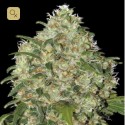 Amnesia Platinum
