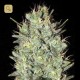 Amnesia Haze · Bulk Seed Bank