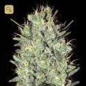Amnesia Haze