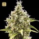 Auto Amnesia Haze · Bulk Seed Bank