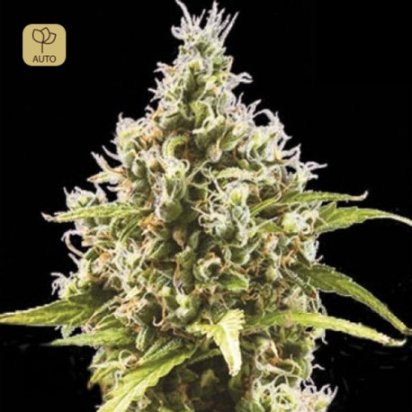 Auto Amnesia Haze · Bulk Seed Bank