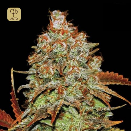 Auto Bubblegum Extra · Bulk Seed Bank