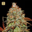 Auto Bubblegum Extra