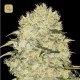 Bubblegum Extra · Bulk Seed Bank