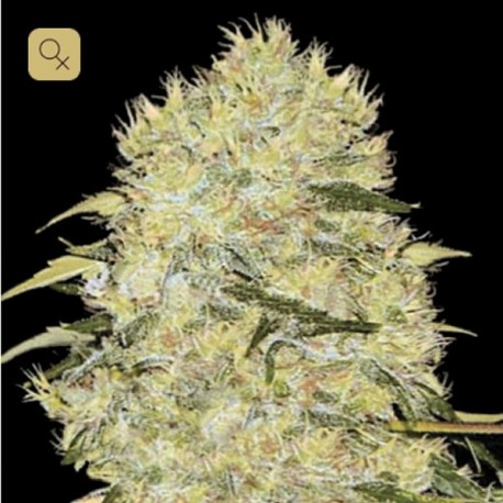 Bubblegum Extra · Bulk Seed Bank