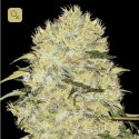 Bubblegum Extra