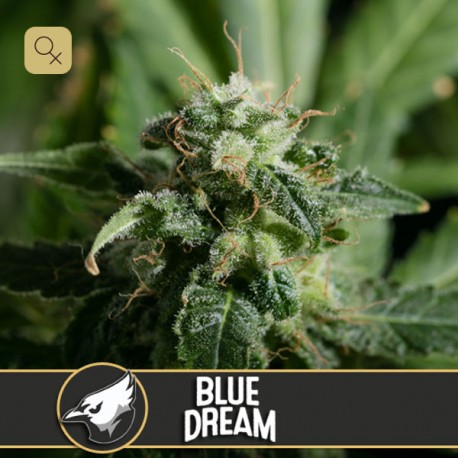 Blue Dream · Blimburn