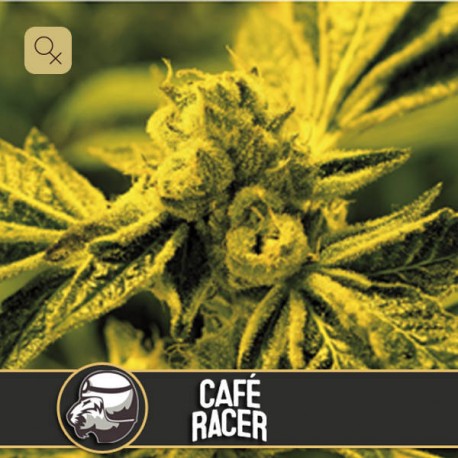 Café Racer · Blimburn