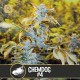 Chemdog 4 · Blimburn