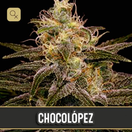 Chocolopez · Blimburn