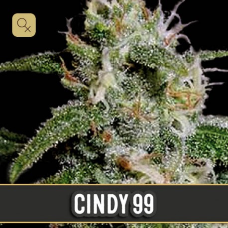 Cindy 99 · Blimburn