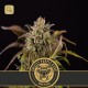 Grizzly Purple Kush · Blimburn