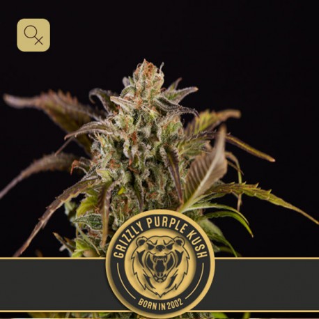 Grizzly Purple Kush · Blimburn