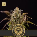 Grizzly Purple Kush