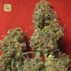 Critical Haze · Resin Seeds
