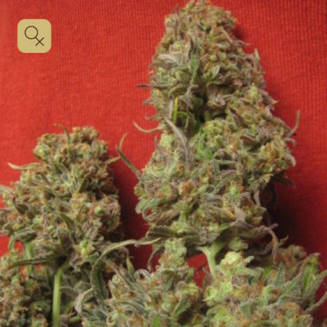Critical Haze · Resin Seeds