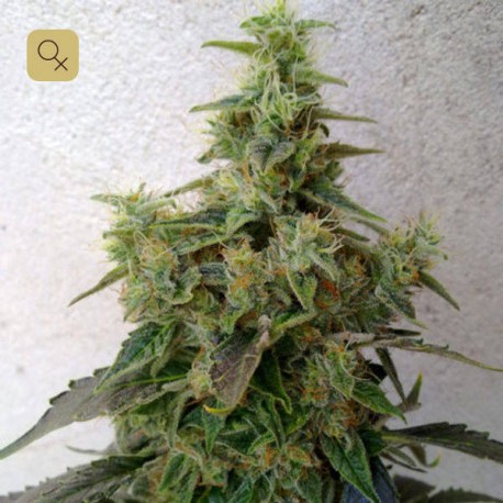 Dieseltonic · Resin Seeds