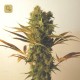 Hammershark · Resin Seeds