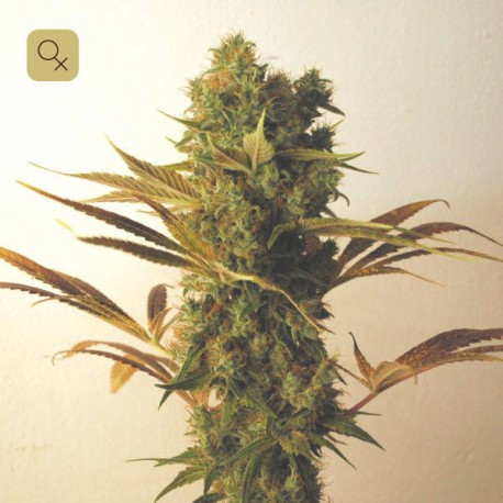 Hammershark · Resin Seeds