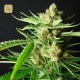 LA Ultra · Resin Seeds
