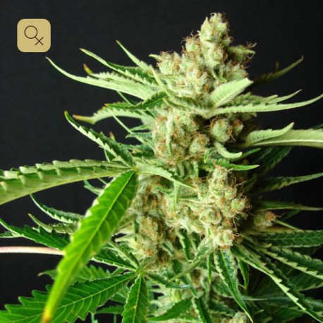 LA Ultra · Resin Seeds