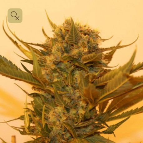 Sour P · Resin Seeds