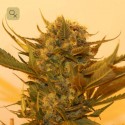 Sour P