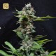 Yummy · Resin Seeds