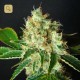 Bubliccious · Resin Seeds