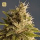 GG 1 · HOGG