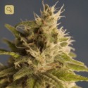 GG 1