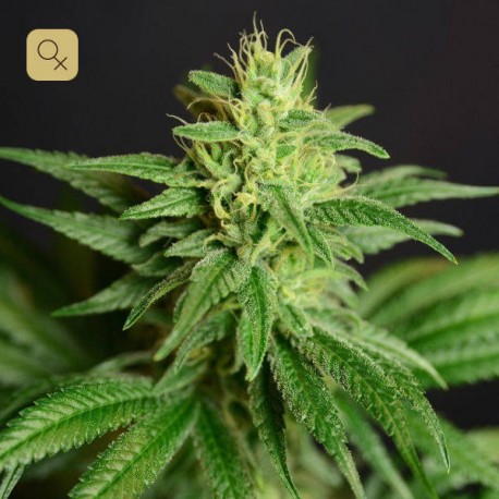 CBD Jean Guy · HOGG