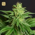 CBD Jean Guy