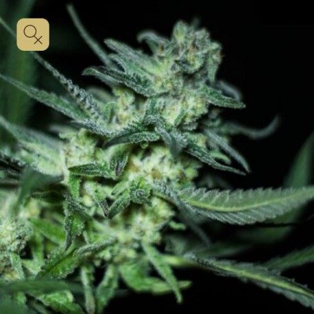 Eli · R-Kiem Seeds