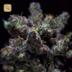 Harybo · R-Kiem Seeds
