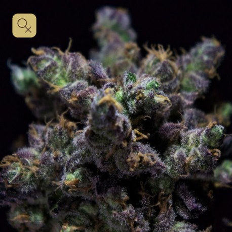 Harybo · R-Kiem Seeds