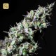 Icer · R-Kiem Seeds