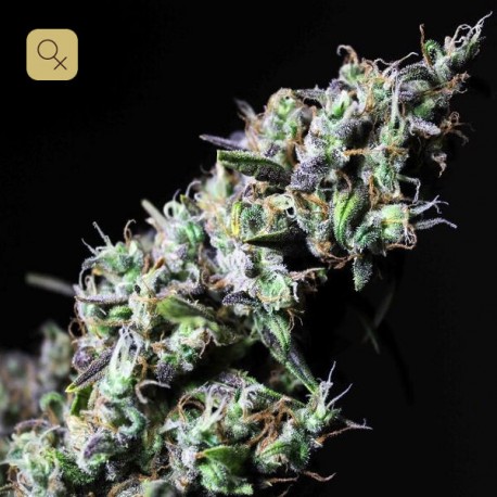 Icer · R-Kiem Seeds