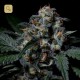 Negra 44 · R-Kiem Seeds