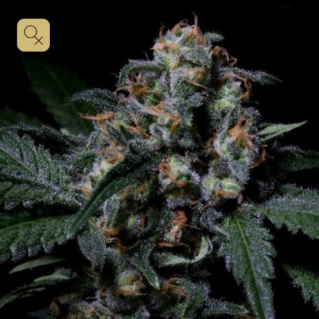 Negra 44 · R-Kiem Seeds
