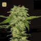 Portela · R-Kiem Seeds