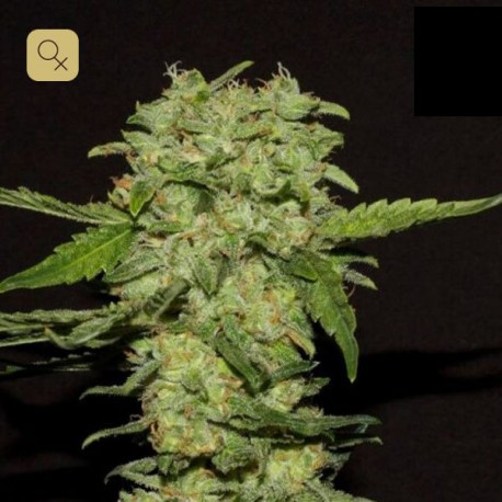 Portela · R-Kiem Seeds