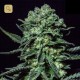 Muse · R-Kiem Seeds