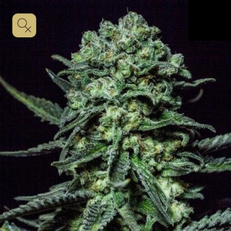 Muse · R-Kiem Seeds